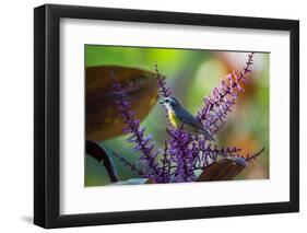 A Bananaquit Feeds from a Purple Flowering Plant in the Atlantic Rainforest-Alex Saberi-Framed Photographic Print