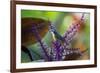 A Bananaquit Feeds from a Purple Flowering Plant in the Atlantic Rainforest-Alex Saberi-Framed Photographic Print