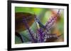 A Bananaquit Feeds from a Purple Flowering Plant in the Atlantic Rainforest-Alex Saberi-Framed Photographic Print