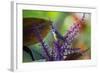 A Bananaquit Feeds from a Purple Flowering Plant in the Atlantic Rainforest-Alex Saberi-Framed Photographic Print