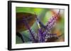 A Bananaquit Feeds from a Purple Flowering Plant in the Atlantic Rainforest-Alex Saberi-Framed Photographic Print