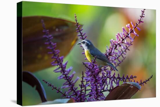 A Bananaquit Feeds from a Purple Flowering Plant in the Atlantic Rainforest-Alex Saberi-Stretched Canvas