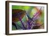 A Bananaquit Feeds from a Purple Flowering Plant in the Atlantic Rainforest-Alex Saberi-Framed Photographic Print