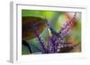 A Bananaquit Feeds from a Purple Flowering Plant in the Atlantic Rainforest-Alex Saberi-Framed Photographic Print