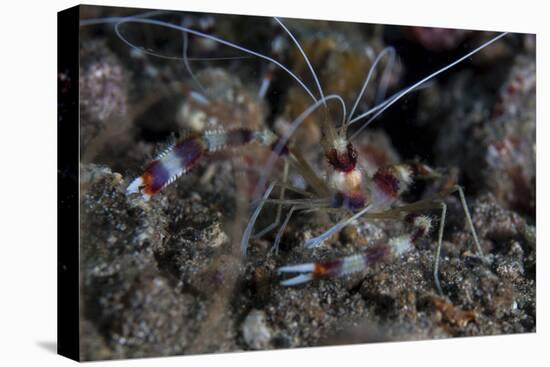 A Banded Coral Shrimp Crawls on the Seafloor-Stocktrek Images-Stretched Canvas