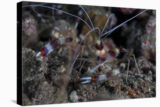 A Banded Coral Shrimp Crawls on the Seafloor-Stocktrek Images-Stretched Canvas