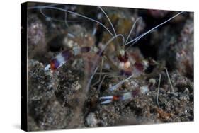 A Banded Coral Shrimp Crawls on the Seafloor-Stocktrek Images-Stretched Canvas