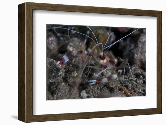 A Banded Coral Shrimp Crawls on the Seafloor-Stocktrek Images-Framed Photographic Print