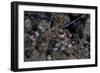 A Banded Coral Shrimp Crawls on the Seafloor-Stocktrek Images-Framed Photographic Print