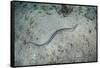 A Banded Sea Snake Swims over the Seafloor in Indonesia-Stocktrek Images-Framed Stretched Canvas