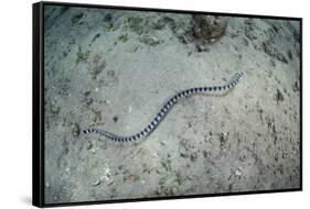 A Banded Sea Snake Swims over the Seafloor in Indonesia-Stocktrek Images-Framed Stretched Canvas