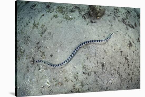A Banded Sea Snake Swims over the Seafloor in Indonesia-Stocktrek Images-Stretched Canvas