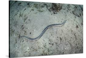 A Banded Sea Snake Swims over the Seafloor in Indonesia-Stocktrek Images-Stretched Canvas