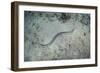 A Banded Sea Snake Swims over the Seafloor in Indonesia-Stocktrek Images-Framed Photographic Print