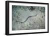 A Banded Sea Snake Swims over the Seafloor in Indonesia-Stocktrek Images-Framed Photographic Print