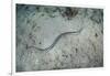 A Banded Sea Snake Swims over the Seafloor in Indonesia-Stocktrek Images-Framed Photographic Print