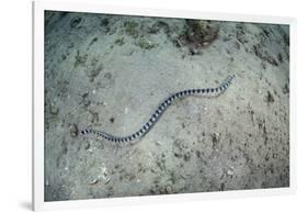 A Banded Sea Snake Swims over the Seafloor in Indonesia-Stocktrek Images-Framed Photographic Print