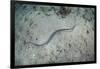 A Banded Sea Snake Swims over the Seafloor in Indonesia-Stocktrek Images-Framed Photographic Print