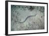 A Banded Sea Snake Swims over the Seafloor in Indonesia-Stocktrek Images-Framed Photographic Print