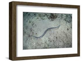 A Banded Sea Snake Swims over the Seafloor in Indonesia-Stocktrek Images-Framed Photographic Print