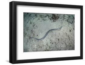 A Banded Sea Snake Swims over the Seafloor in Indonesia-Stocktrek Images-Framed Photographic Print