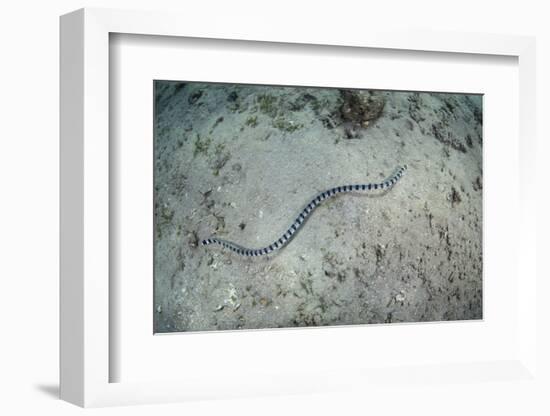 A Banded Sea Snake Swims over the Seafloor in Indonesia-Stocktrek Images-Framed Photographic Print