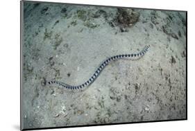 A Banded Sea Snake Swims over the Seafloor in Indonesia-Stocktrek Images-Mounted Photographic Print