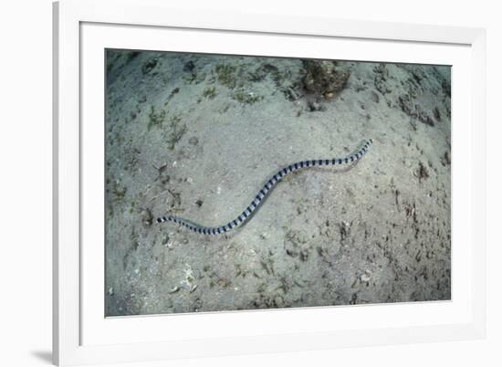 A Banded Sea Snake Swims over the Seafloor in Indonesia-Stocktrek Images-Framed Photographic Print