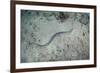 A Banded Sea Snake Swims over the Seafloor in Indonesia-Stocktrek Images-Framed Photographic Print