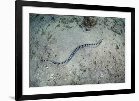 A Banded Sea Snake Swims over the Seafloor in Indonesia-Stocktrek Images-Framed Photographic Print