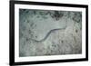 A Banded Sea Snake Swims over the Seafloor in Indonesia-Stocktrek Images-Framed Photographic Print