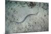 A Banded Sea Snake Swims over the Seafloor in Indonesia-Stocktrek Images-Mounted Photographic Print