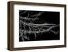 A Banded Tozeuma Shrimp Camouflages Itself in Black Coral-Stocktrek Images-Framed Premium Photographic Print