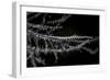 A Banded Tozeuma Shrimp Camouflages Itself in Black Coral-Stocktrek Images-Framed Photographic Print