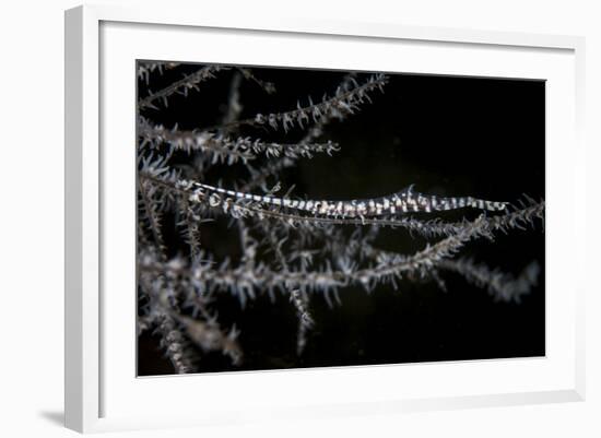 A Banded Tozeuma Shrimp Camouflages Itself in Black Coral-Stocktrek Images-Framed Photographic Print