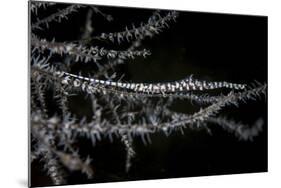 A Banded Tozeuma Shrimp Camouflages Itself in Black Coral-Stocktrek Images-Mounted Photographic Print