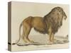 a Barbary Lion-null-Stretched Canvas