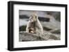 A Barbary Macaque Baby Feeding in the Arm of the Mother Animal-Joe Petersburger-Framed Photographic Print