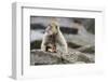 A Barbary Macaque Baby Feeding in the Arm of the Mother Animal-Joe Petersburger-Framed Photographic Print