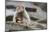 A Barbary Macaque Baby Feeding in the Arm of the Mother Animal-Joe Petersburger-Mounted Photographic Print