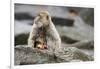 A Barbary Macaque Baby Feeding in the Arm of the Mother Animal-Joe Petersburger-Framed Photographic Print