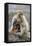 A Barbary Macaque Baby Feeding in the Arms of the Mother-Joe Petersburger-Framed Stretched Canvas