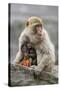 A Barbary Macaque Baby Feeding in the Arms of the Mother-Joe Petersburger-Stretched Canvas