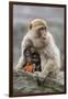 A Barbary Macaque Baby Feeding in the Arms of the Mother-Joe Petersburger-Framed Photographic Print