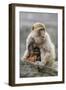 A Barbary Macaque Baby Feeding in the Arms of the Mother-Joe Petersburger-Framed Photographic Print