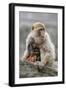 A Barbary Macaque Baby Feeding in the Arms of the Mother-Joe Petersburger-Framed Photographic Print