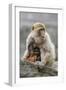 A Barbary Macaque Baby Feeding in the Arms of the Mother-Joe Petersburger-Framed Photographic Print