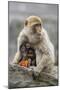 A Barbary Macaque Baby Feeding in the Arms of the Mother-Joe Petersburger-Mounted Photographic Print