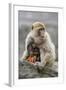 A Barbary Macaque Baby Feeding in the Arms of the Mother-Joe Petersburger-Framed Photographic Print