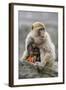 A Barbary Macaque Baby Feeding in the Arms of the Mother-Joe Petersburger-Framed Photographic Print